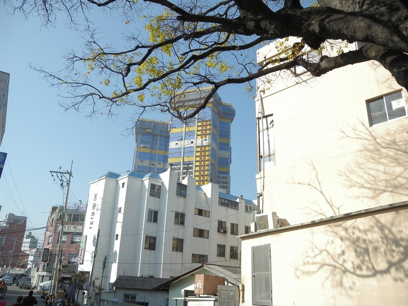 오래된 나무1