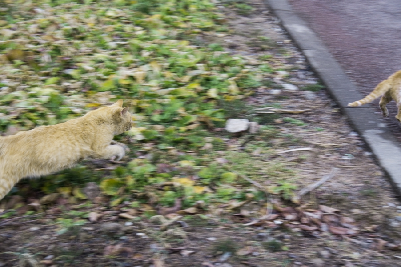 cat chasing